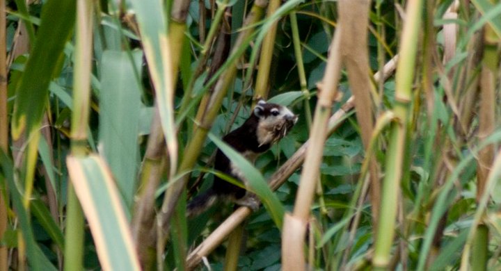 Scoiattolo Variabile - Callosciurus finlaysonii